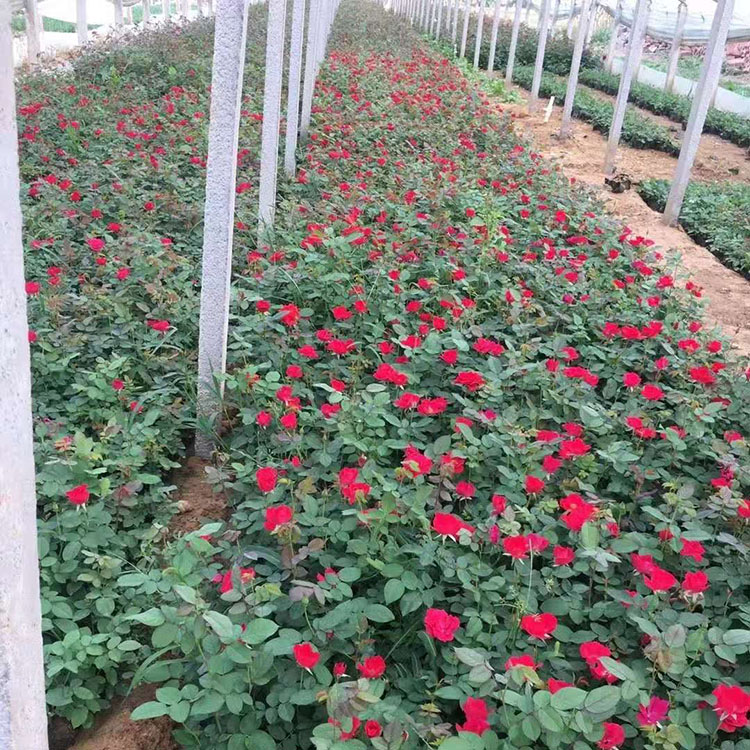 多种花色月季小苗基地直供 锦帆月季苗价格