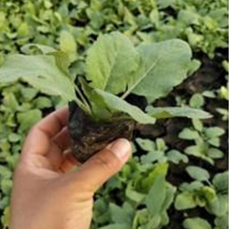 绿化工程用苗 蓝花鼠尾草培育基地 山东蓝花鼠尾草