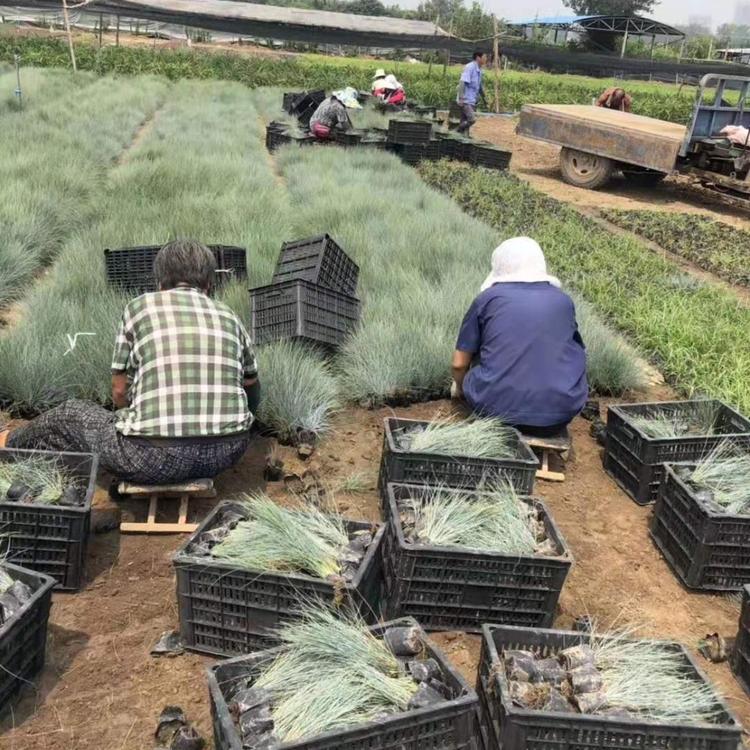 山东蓝羊茅小苗 好苗预定中 蓝羊茅小苗批发价格