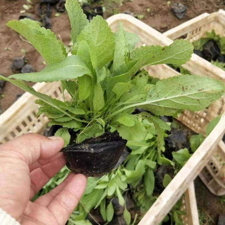 鼠尾草培育基地 花海用苗 鼠尾草