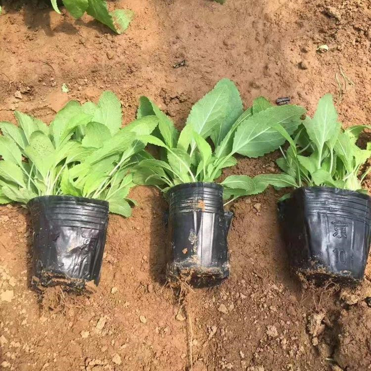 基地批发 地被鼠尾草 鼠尾草价格