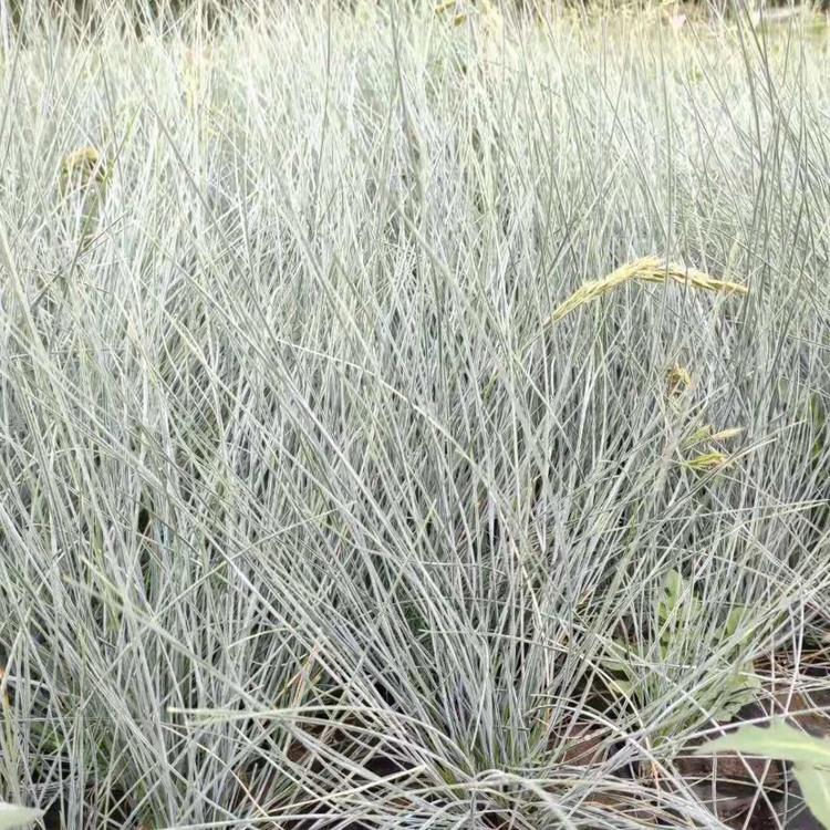 青州蓝羊茅小苗 开春预定苗 蓝羊茅小苗报价