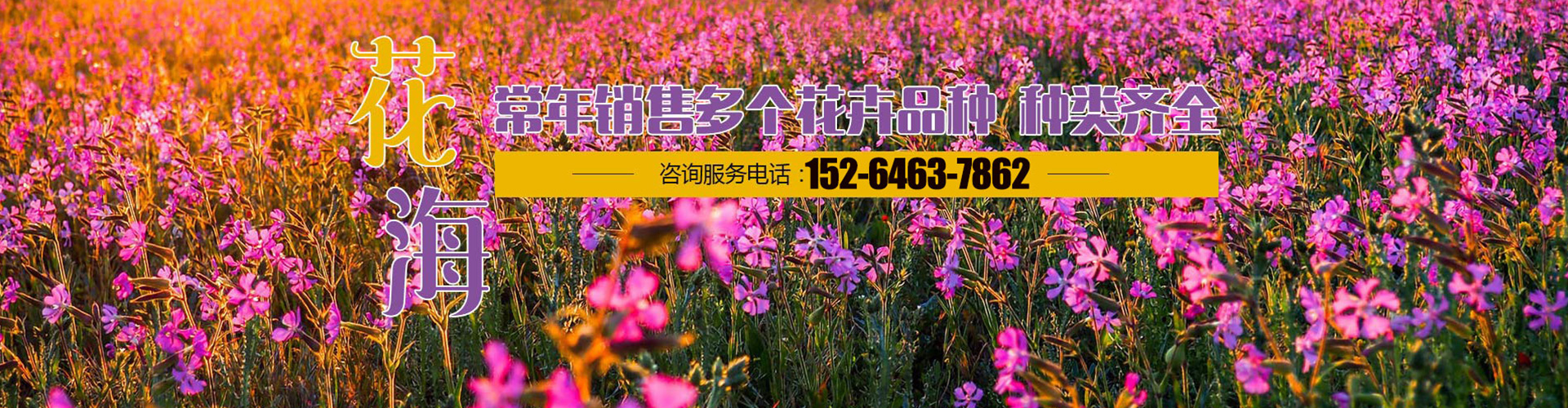 青州正艳花卉苗木有限公司 主营产品