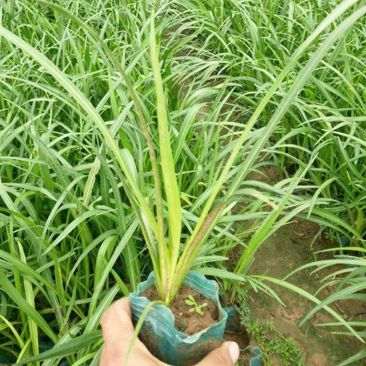 运来花卉供应切花材料蛇鞭菊 蛇鞭菊小苗批发