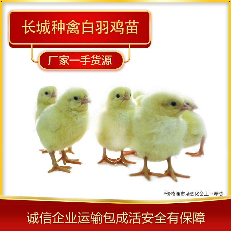 健康成活率高的白羽鸡苗培育出售遵化白羽鸡苗厂家