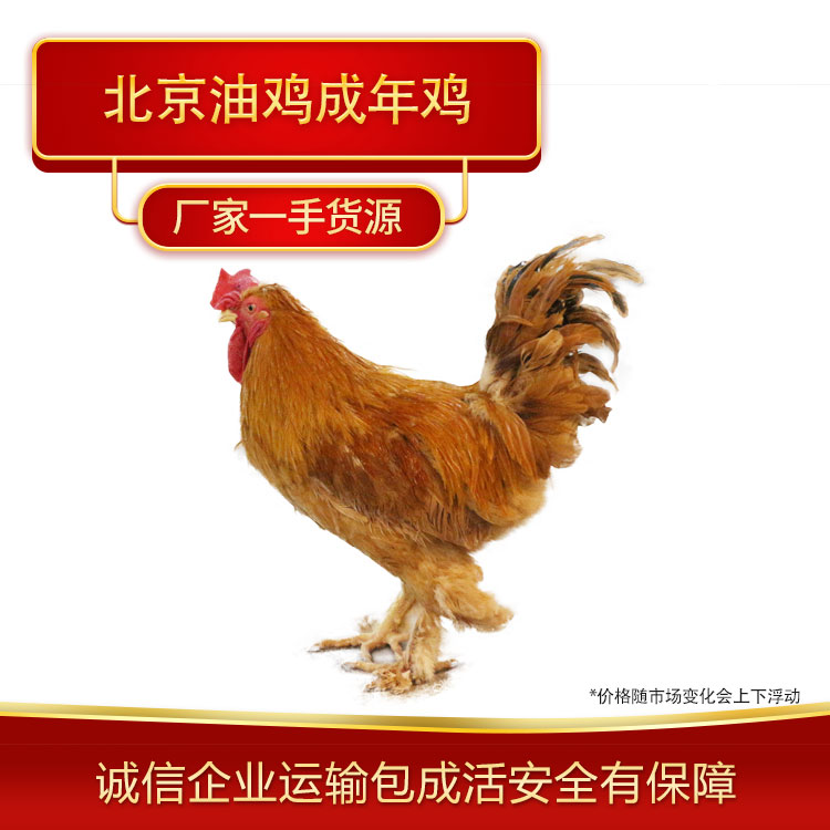 北京油鸡成年鸡河北种禽厂长期往河南山东发货北京油鸡成年鸡 