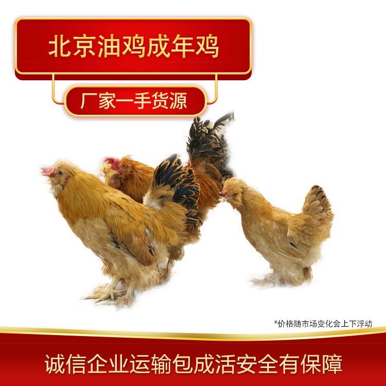 养殖场养殖北京油鸡成年鸡健康无病的北京油鸡厂家