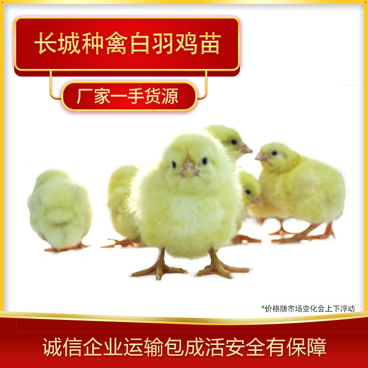 大量供应肉鸡鸡苗 白羽鸡苗大量孵化 成活率≥98%