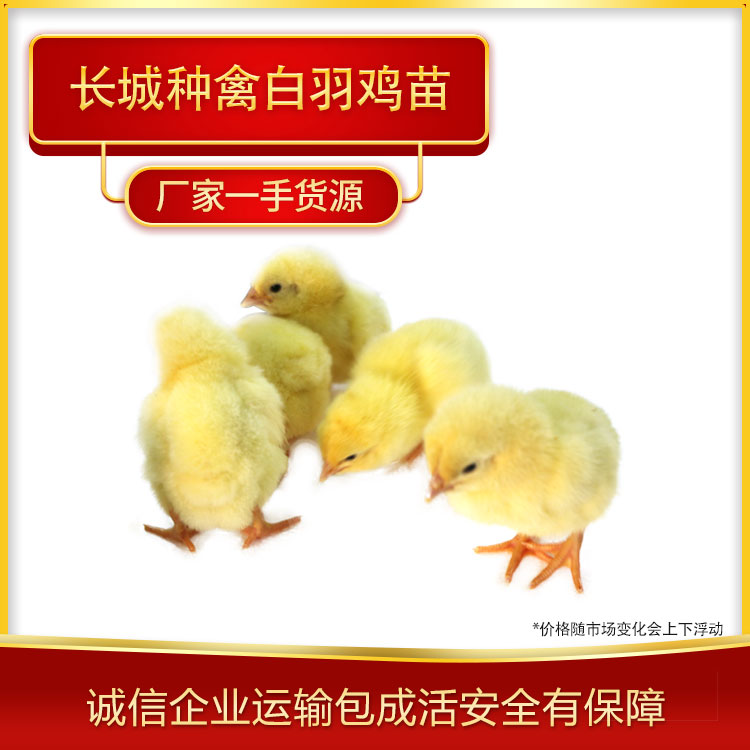 常年销售白羽鸡苗 河北白羽鸡苗批发种禽厂家