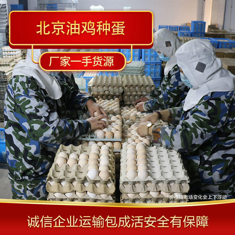 批发北京油鸡种蛋 专业鸡苗养殖 专业的养殖经验