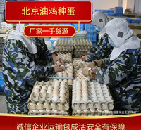 批发北京油鸡种蛋 专业鸡苗养殖 专业的养殖经验
