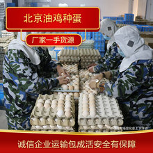 批发北京油鸡种蛋 专业鸡苗养殖 专业的养殖经验