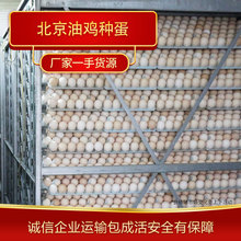 成活率高的种鸡蛋生产北京油鸡种蛋批发