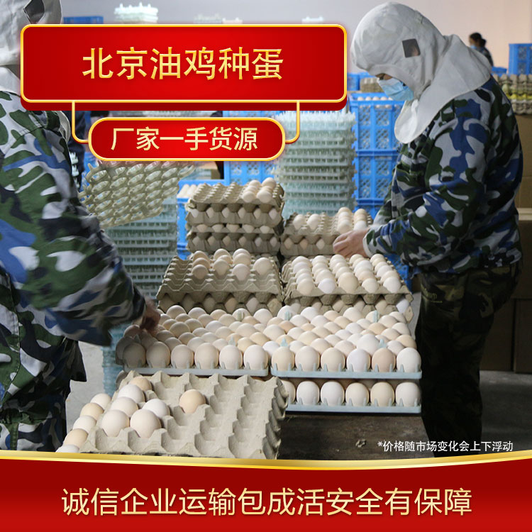 受精蛋客孵化 厂家现货北京油鸡种蛋大量供应可运输