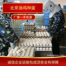 受精蛋客孵化 厂家现货北京油鸡种蛋大量供应可运输