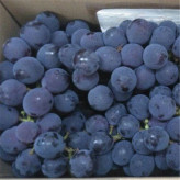 5斤整箱巨峰葡萄新鲜水果 黑葡萄无籽黑提  基地直供