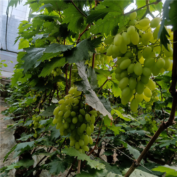 南北方种植盆栽地栽葡萄   维多利亚葡萄  加冰包邮