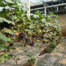 大棚种植无公害肉嫩多汁巨峰葡萄 新鲜整箱巨峰葡萄 基地直供