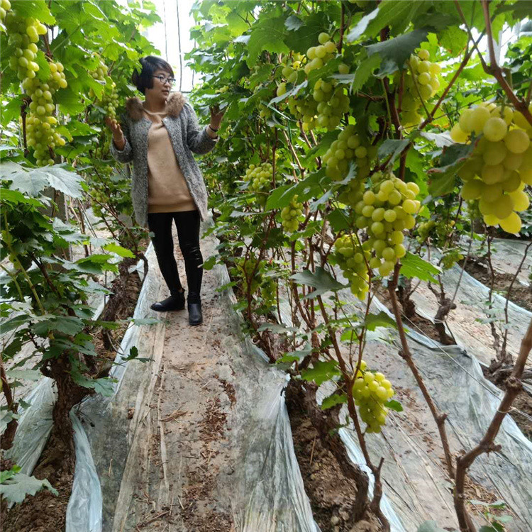 无籽维多利亚葡萄  中早熟葡萄品种维多利亚葡萄 挂果期长  耐储运