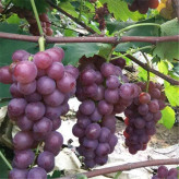 批发葡萄树巨峰葡萄 可盆栽葡萄果大口感好  价格实惠