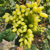 基地供应新鲜维多利亚葡萄   吐鲁番葡萄   当季水果批发出售