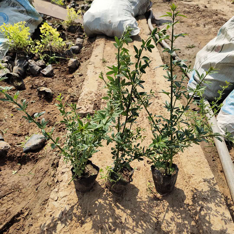 花期2-4月 先开花后长叶 落叶灌木迎春批发