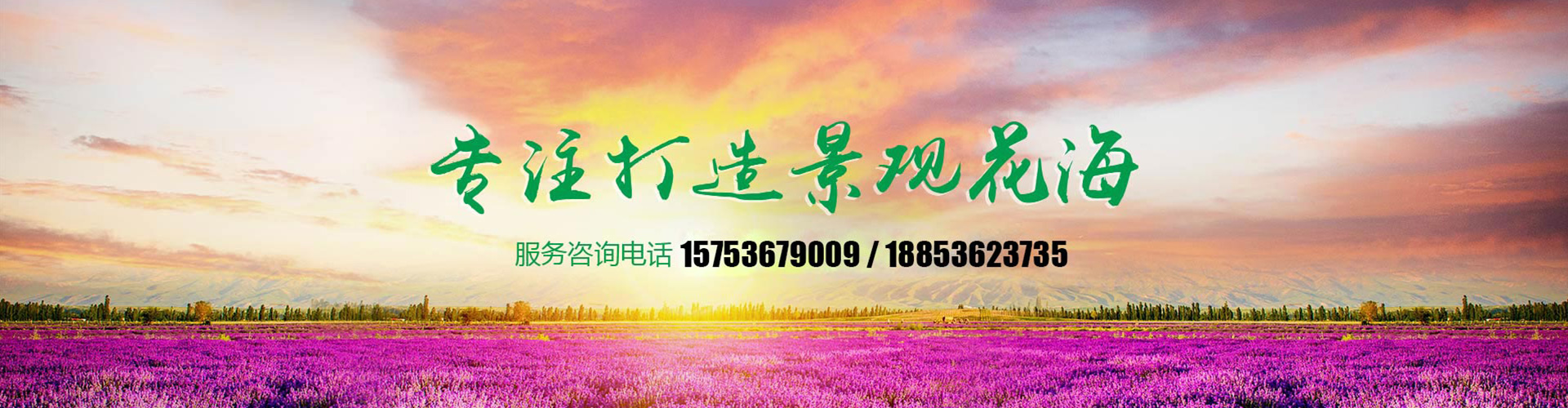 青州市顺菊花卉苗木有限公司 主营产品