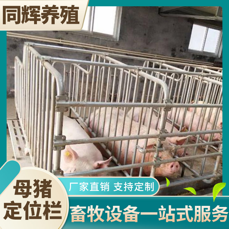 同辉养殖 定位栏 猪场围栏