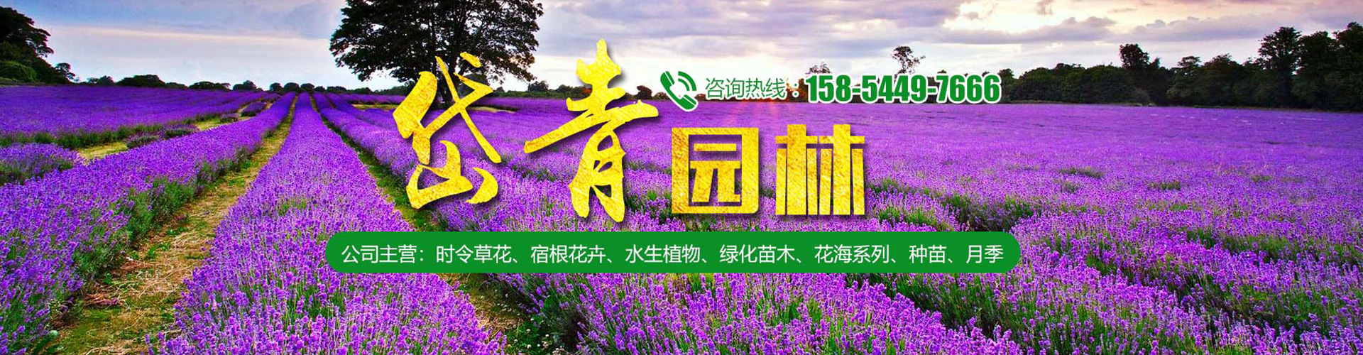 青州市岱青园林绿化工程有限公司 主营产品
