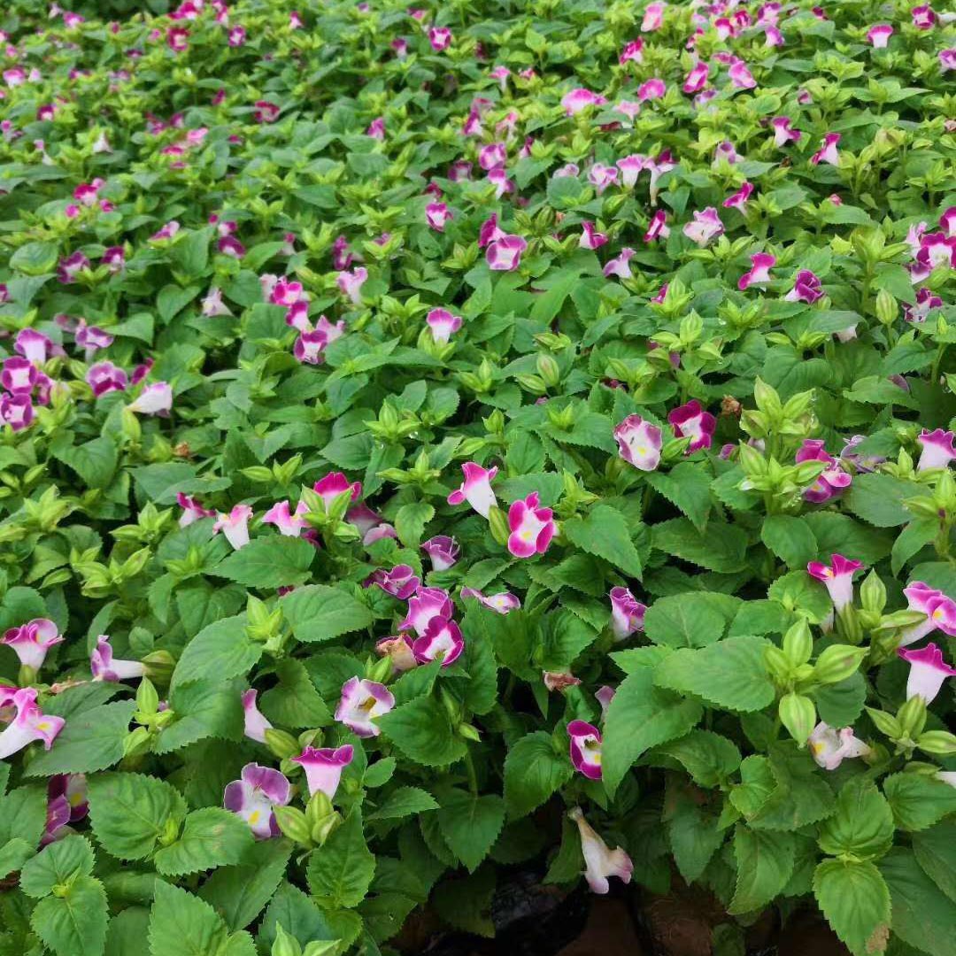 非洲凤仙花价格 色系丰富 观赏性好 