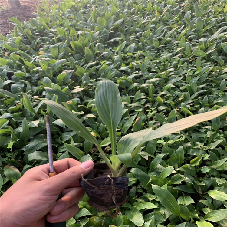 玉簪花价格 山东批发紫花玉簪