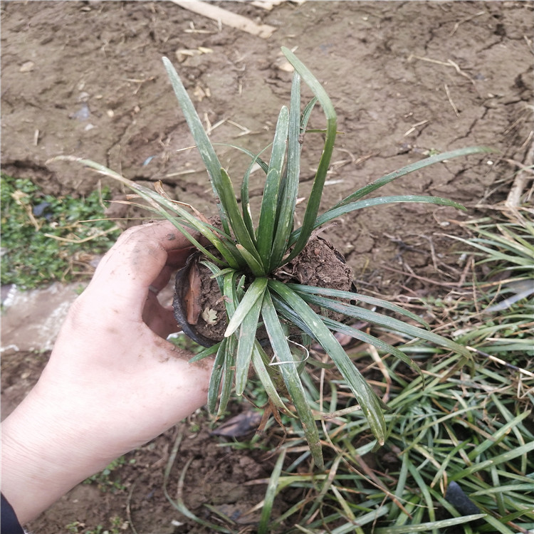 麦冬 麦冬精选厂家 厂家直销
