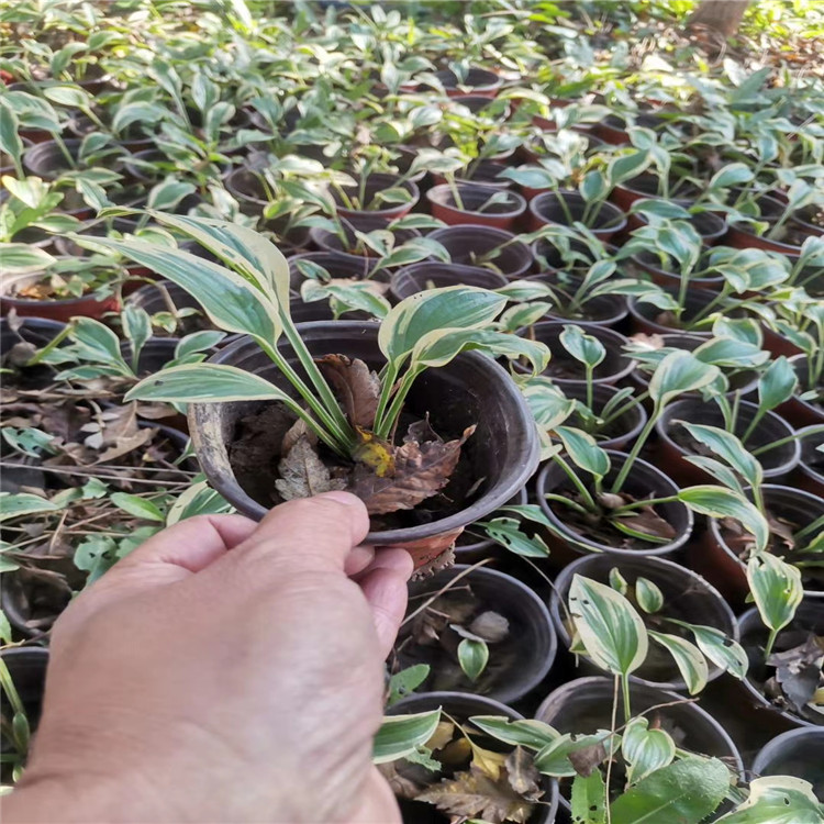 金边玉簪 花海景观 地被宿根 盆栽小苗