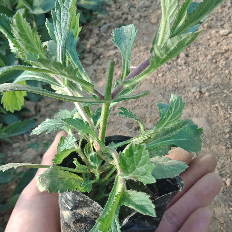马鞭草 多年生直立草本 花海景观优良花卉