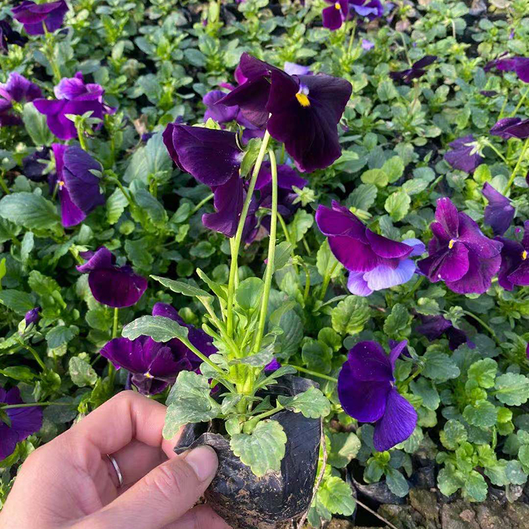 开花三色堇杯苗 露天栽种 花坛、庭园、盆栽皆可种植