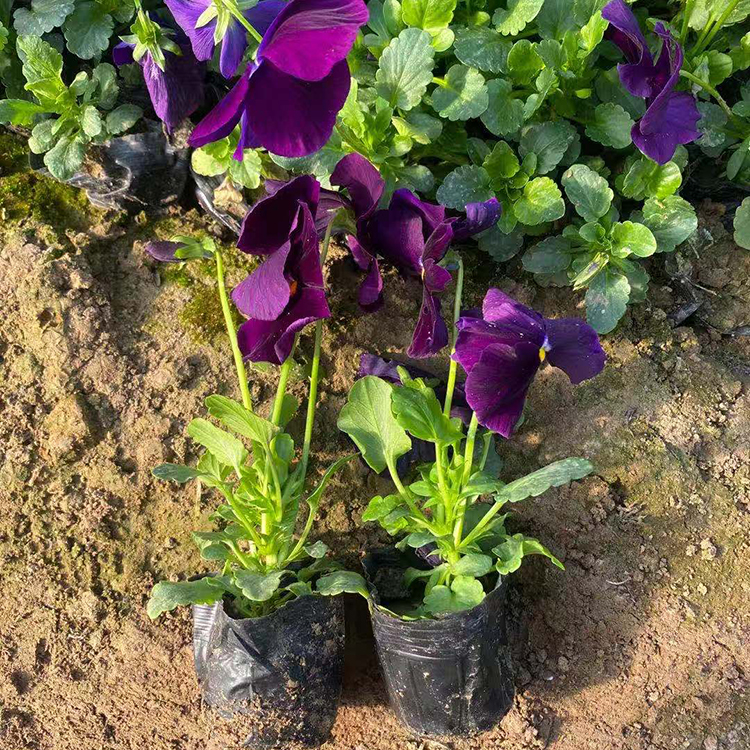 三色堇观赏盆栽 茎高10-40cm 全株光滑 价格优惠