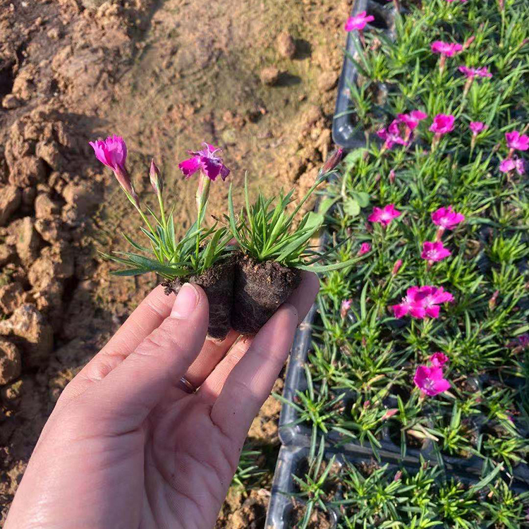 花海景观用欧石竹穴盘苗 景观效果好 价格不贵