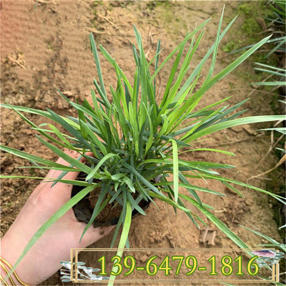 供应宿根花卉拂子茅小苗  园林绿化工程用苗 量大质量优