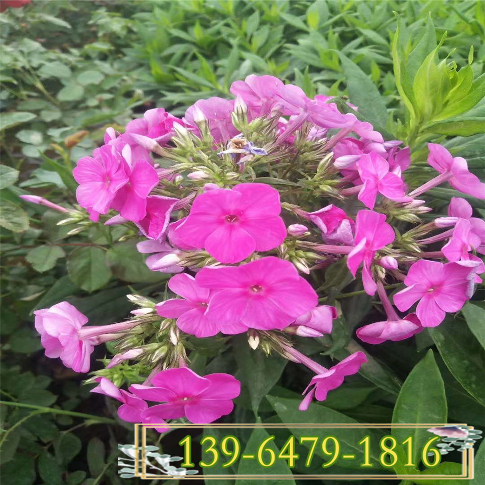 宿根花卉直立福禄考绿化苗 批发直立福禄考营养钵苗  量大优惠