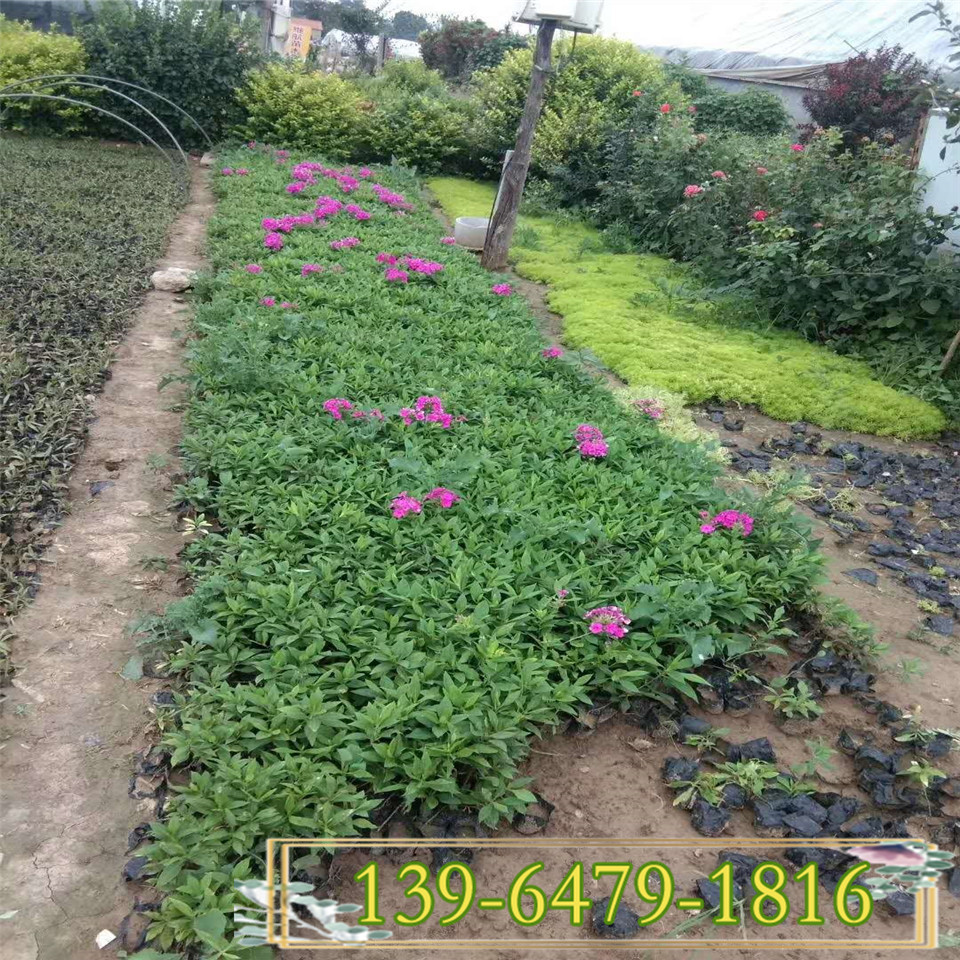 陕西芝樱花花海用苗 直立福禄考杯苗基地现货 花海工程苗