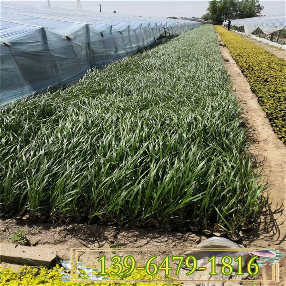 扶子茅小苗宿根植物 护坡植物 观赏草卡尔拂子茅种子