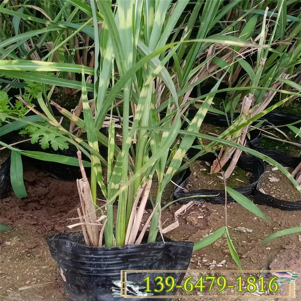 多芽斑小苗叶芒 斑叶芒营养钵苗价格 金酒吧观赏草基地