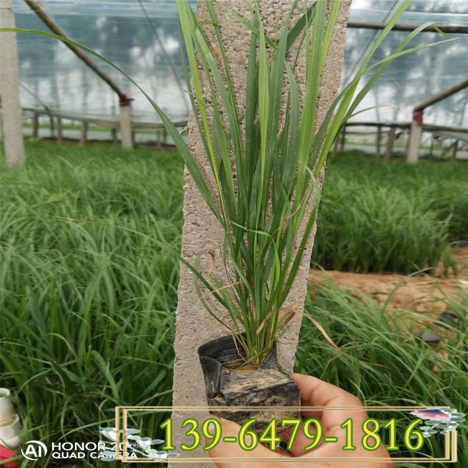 拂子茅小苗 批发耐干旱卡尔拂子茅 青州观赏草拂子茅盆苗