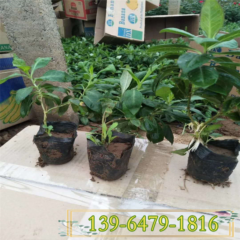 新上市大花直立福禄考杯苗 四川重庆直立福禄考容器苗 欢迎咨询