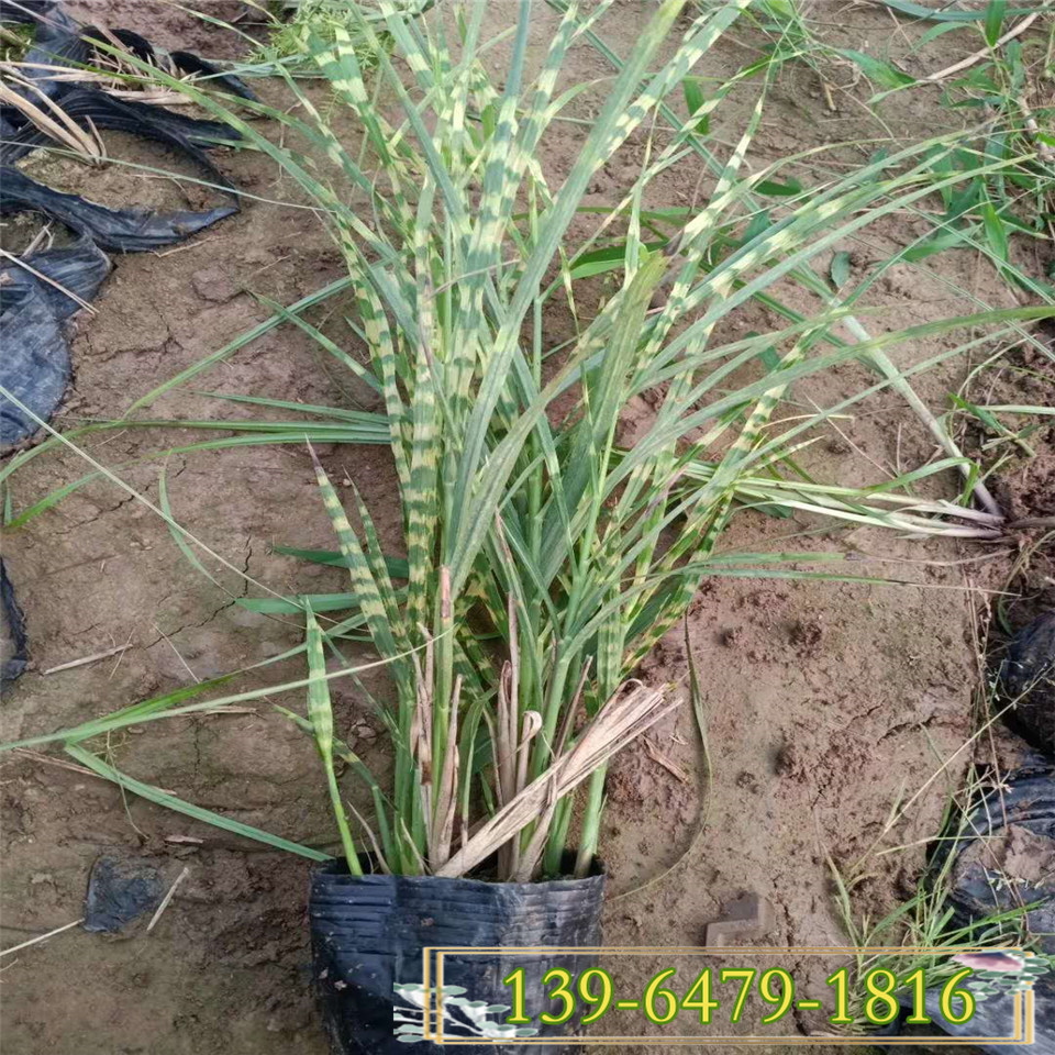 多芽斑叶芒杯苗 斑叶芒小苗价格 山东观赏草斑叶芒基地