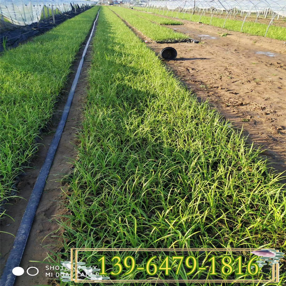 卡尔拂子茅小苗观赏草 抗盐碱土壤固定泥沙 拂子茅营养杯苗