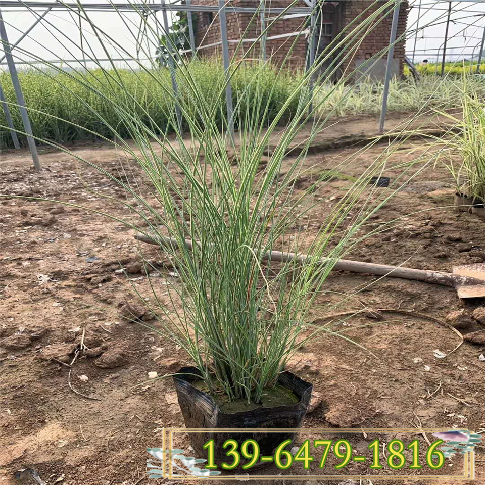 晨光芒供应价格 价格便宜的晨光芒小苗 倒地处理晨光芒