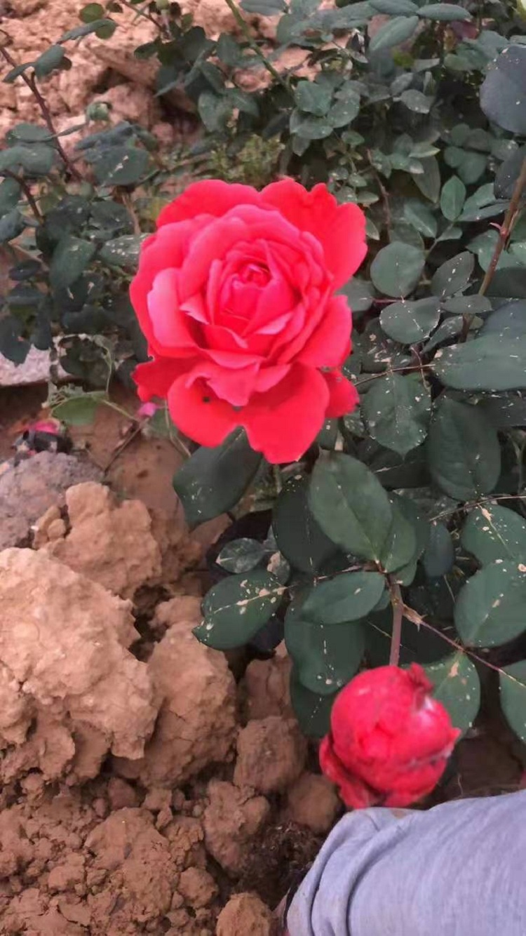 红帽月季批发