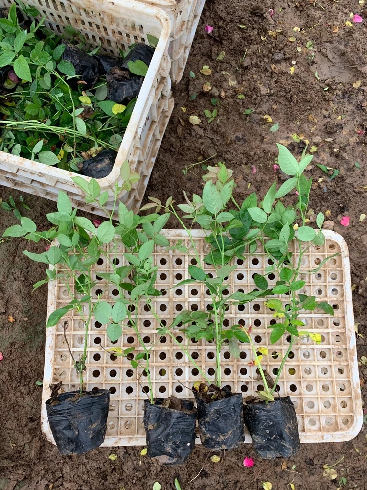月季花苗批发 月季苗价格