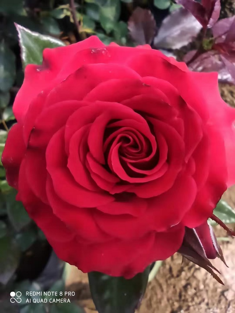 青州红帽子月季 蔷薇月季 月季花价格